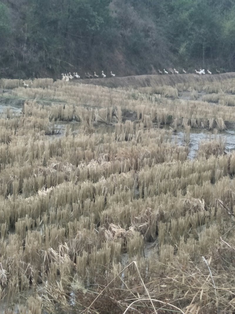 土鸭蛋