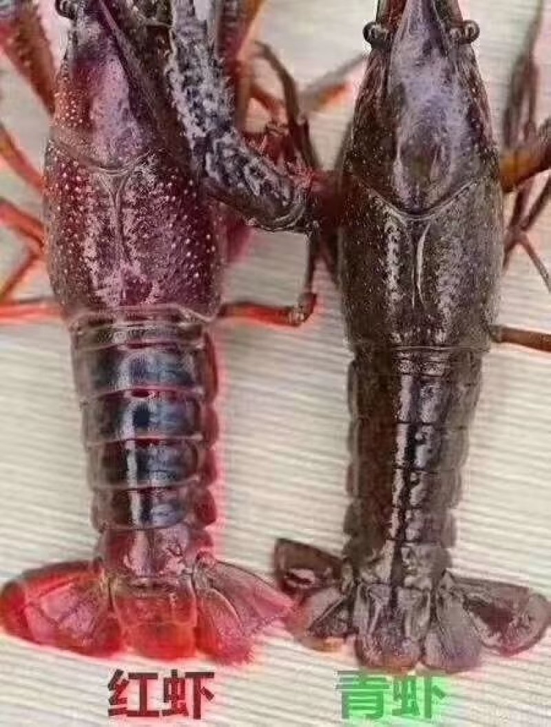 湖北小龙虾