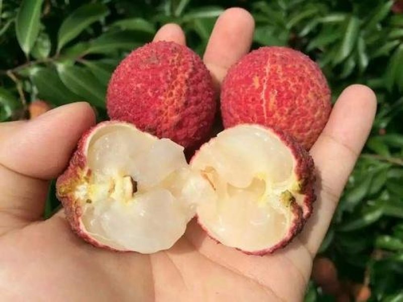 广西正宗无核荔枝嫁接苗