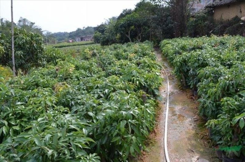 广西正宗无核荔枝嫁接苗