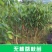 广西正宗无核荔枝嫁接苗