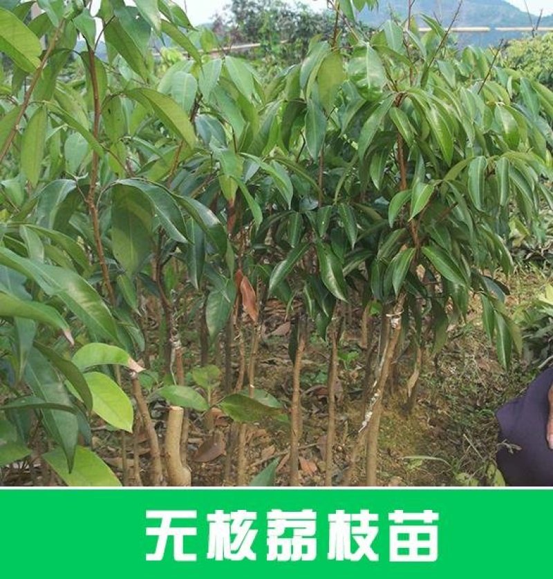 广西正宗无核荔枝嫁接苗