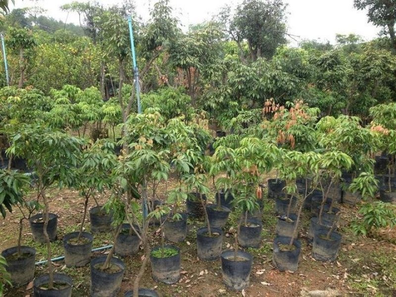 广西正宗无核荔枝嫁接苗