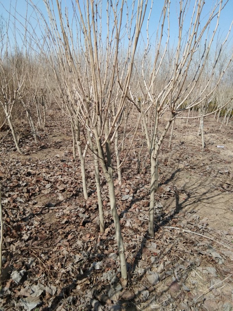 紫荆树苗4公分左右紫荆苗大量现货丛生紫荆紫荆树