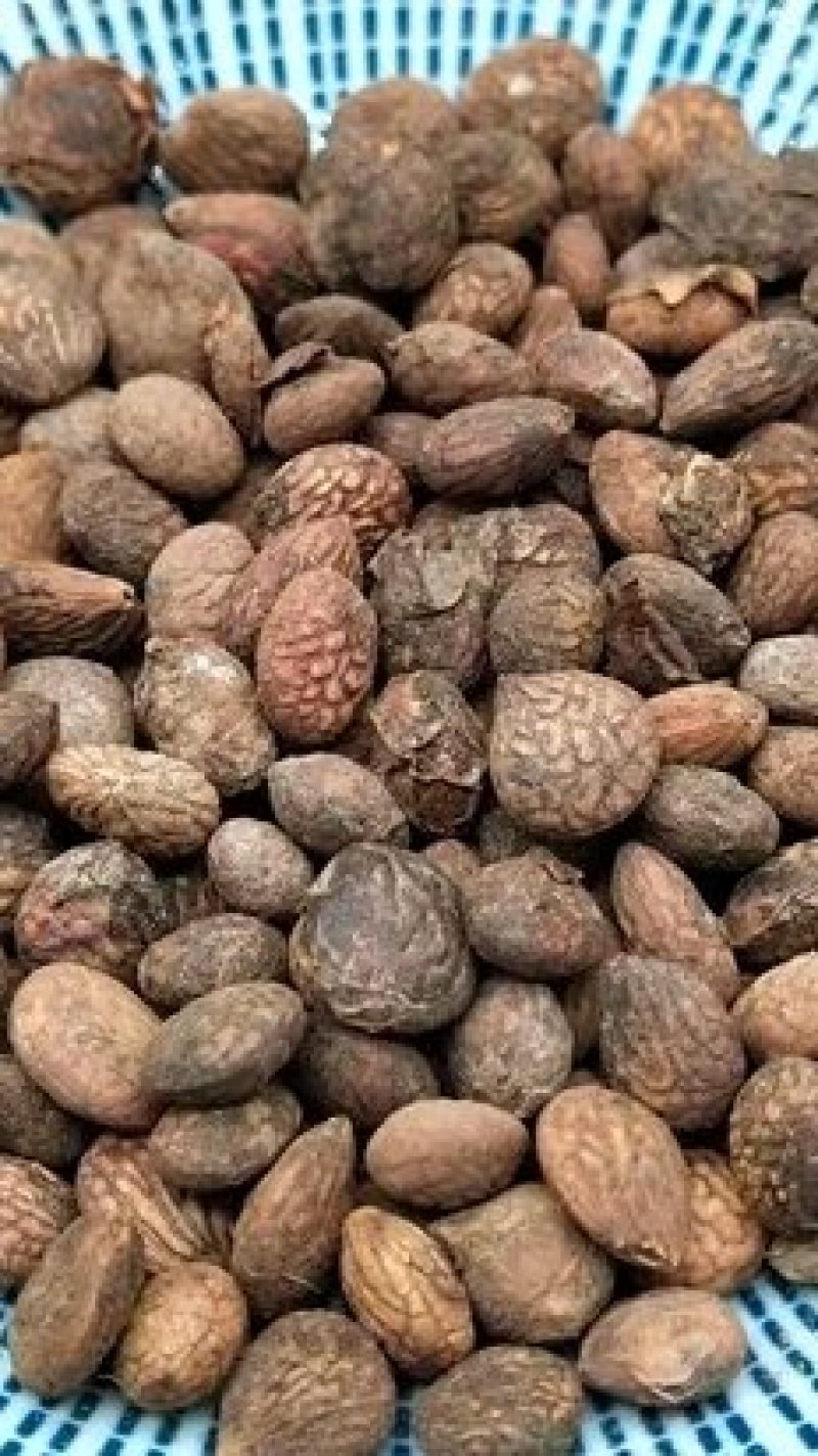 蕤仁瑞仁货好量大优惠多多冷背品种数量有限