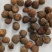 蕤仁瑞仁货好量大优惠多多冷背品种数量有限