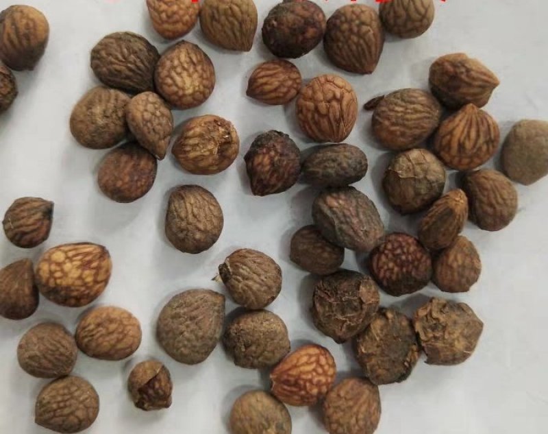 蕤仁瑞仁货好量大优惠多多冷背品种数量有限