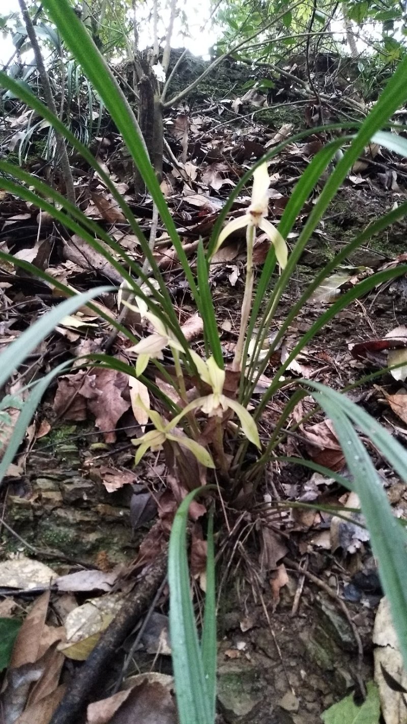 野生兰花