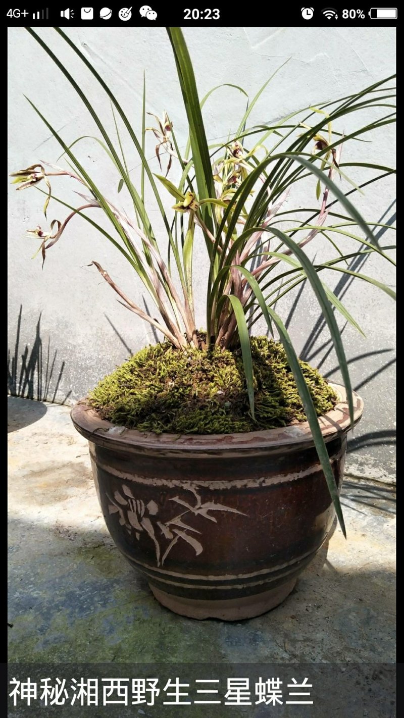 野生兰花