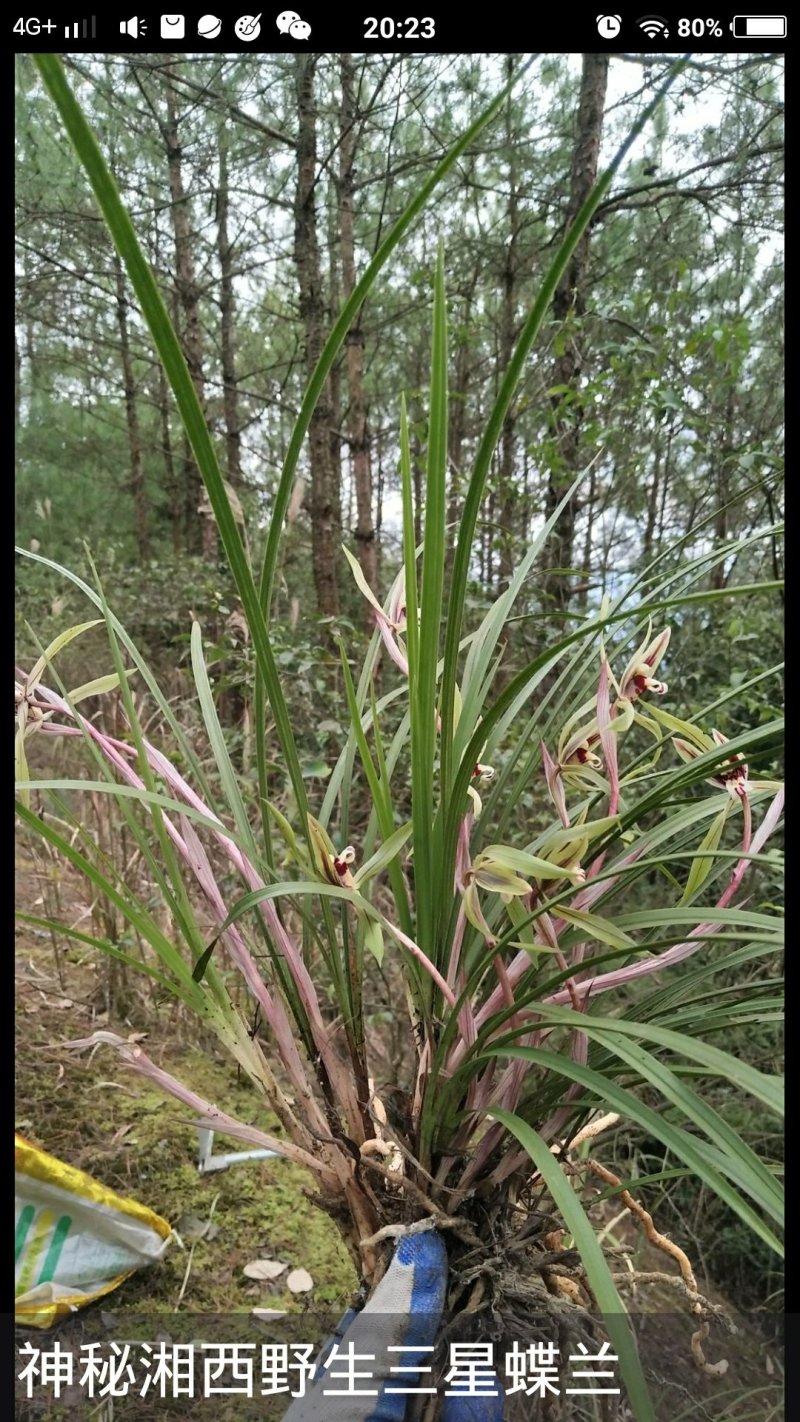 野生兰花