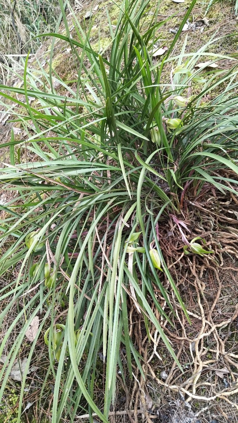 野生兰花