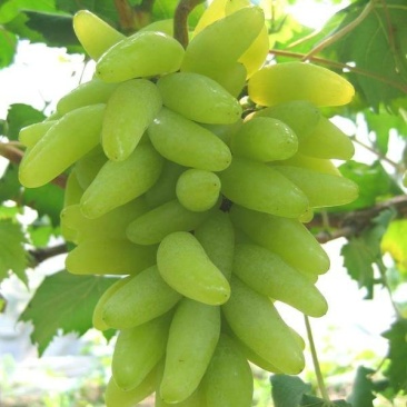 葡萄树苗