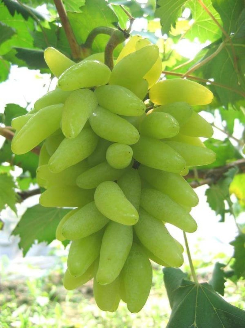 葡萄树苗
