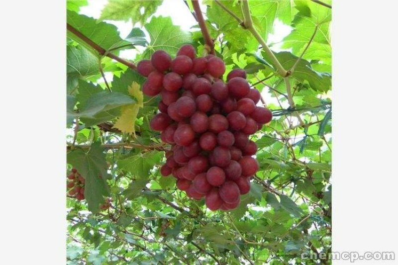 葡萄树苗