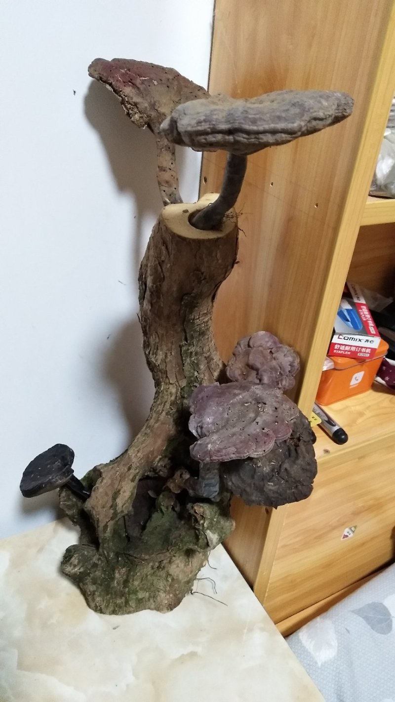 野生灵芝、檀木树桩摆件