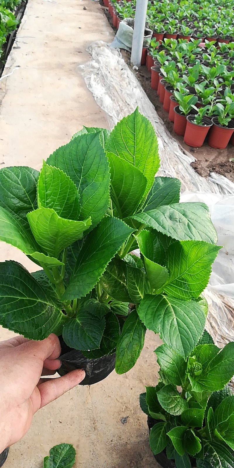 绣球