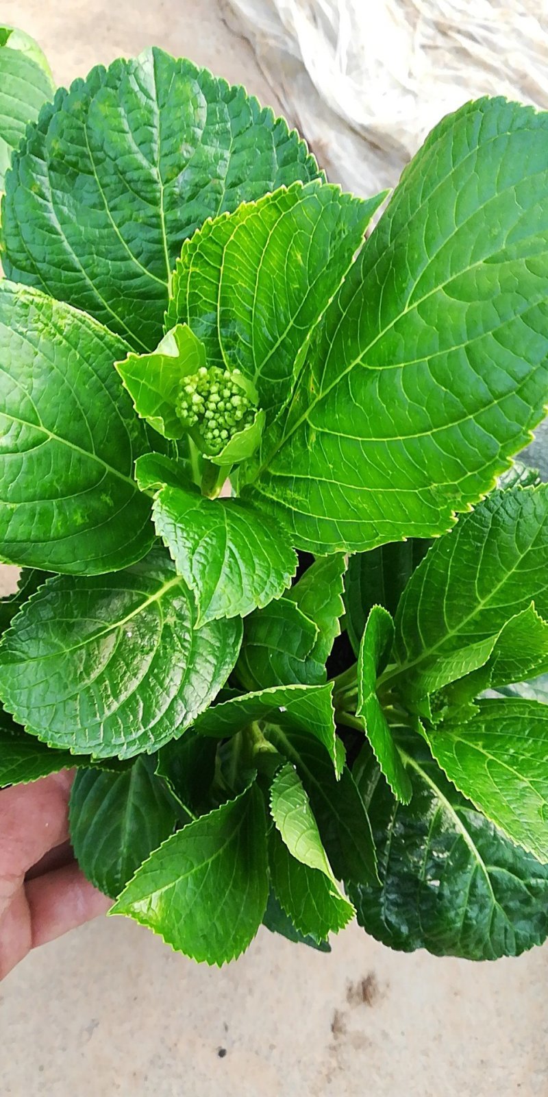 绣球
