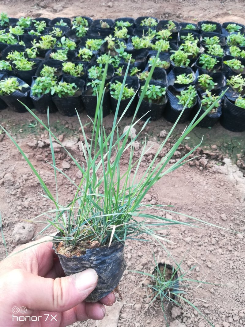 粉黛乱子草