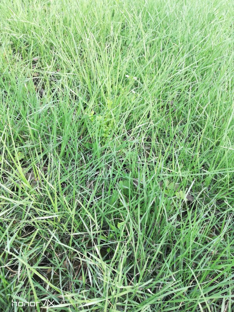 粉黛乱子草
