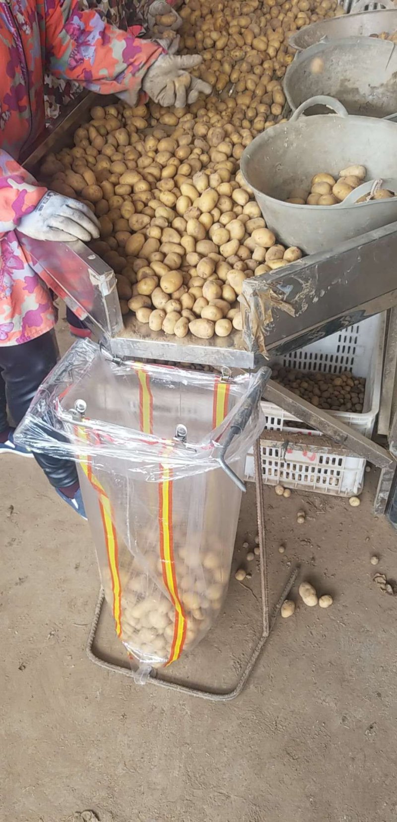 【荐】常年供应迷你土豆小土豆，适合做菜肴，吃火锅，做小吃