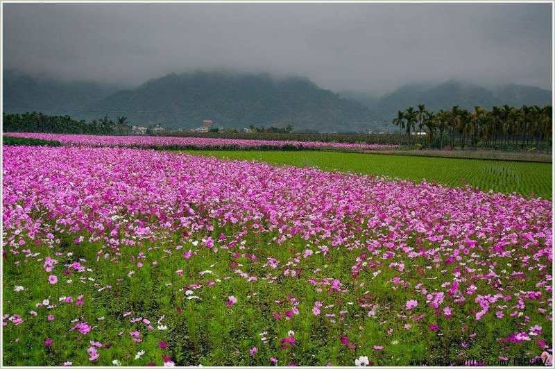 波斯菊种子
