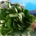 菠菜