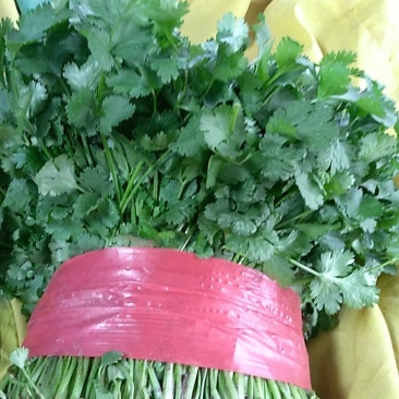 大叶香菜，