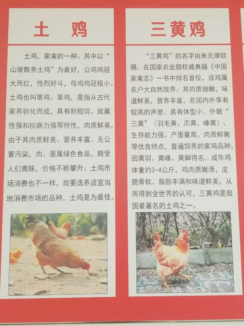 鸡苗五黑鸡苗绿壳蛋鸡苗芦花鸡苗贵妃鸡苗包邮