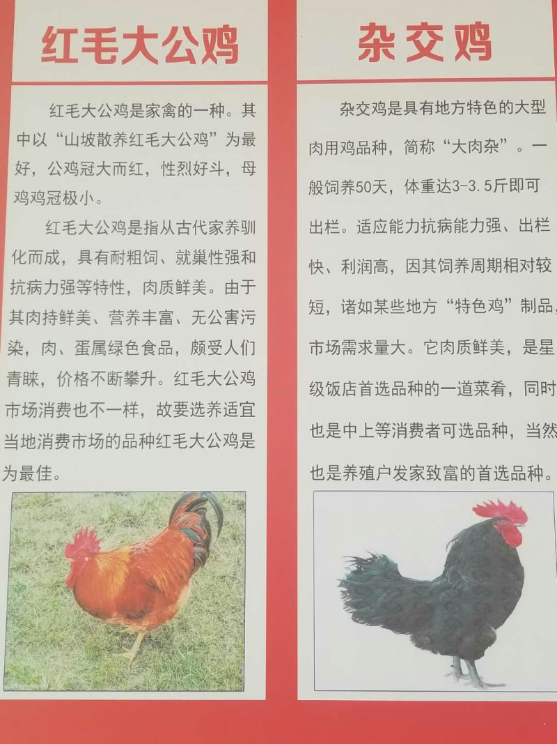 鸡苗五黑鸡苗绿壳蛋鸡苗芦花鸡苗贵妃鸡苗包邮