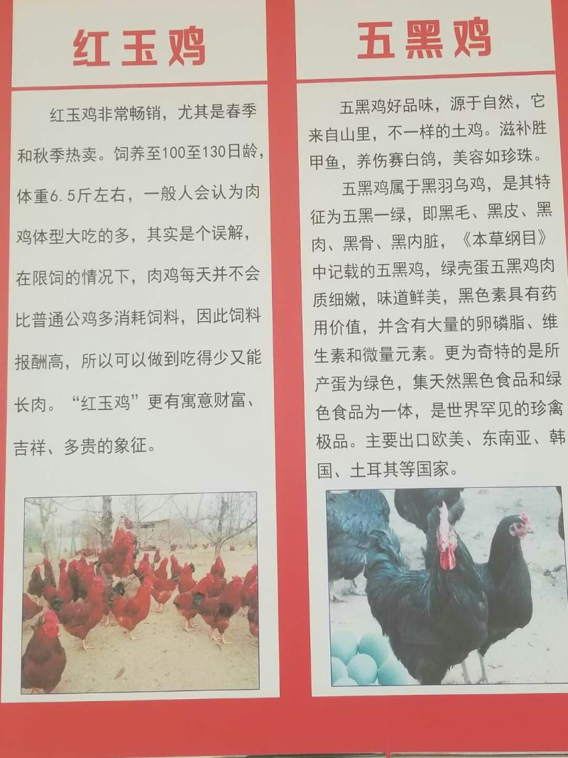 鸡苗五黑鸡苗绿壳蛋鸡苗芦花鸡苗贵妃鸡苗包邮