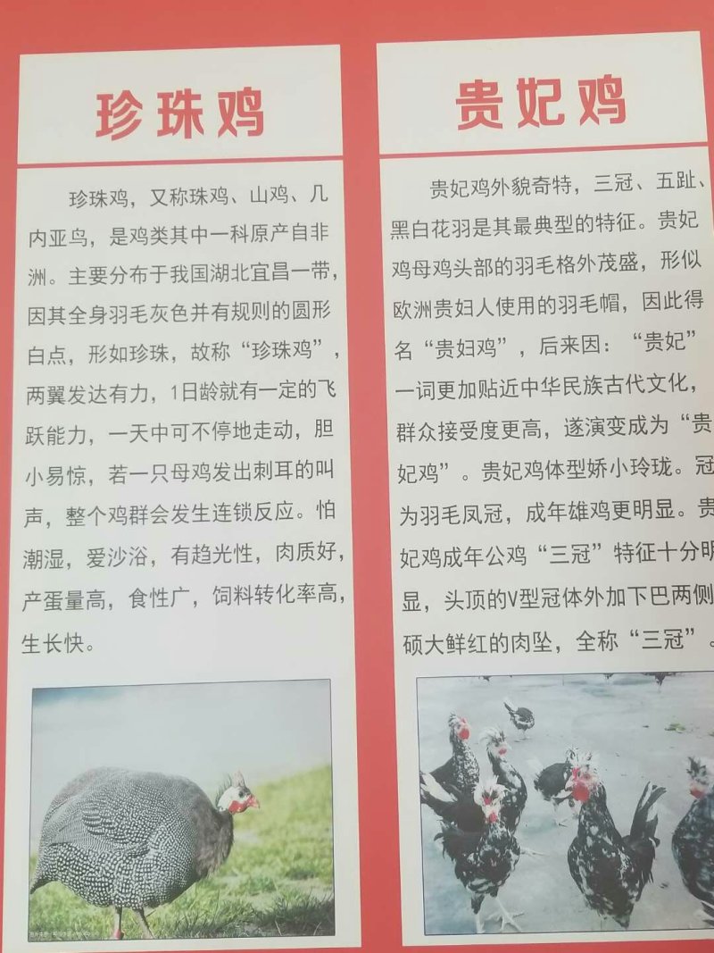 鸡苗五黑鸡苗绿壳蛋鸡苗芦花鸡苗贵妃鸡苗包邮