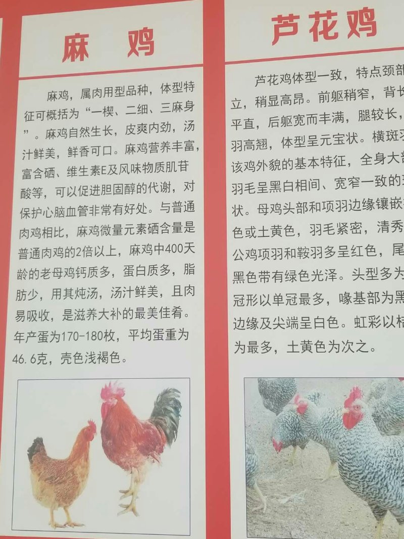 鸡苗五黑鸡苗绿壳蛋鸡苗芦花鸡苗贵妃鸡苗包邮