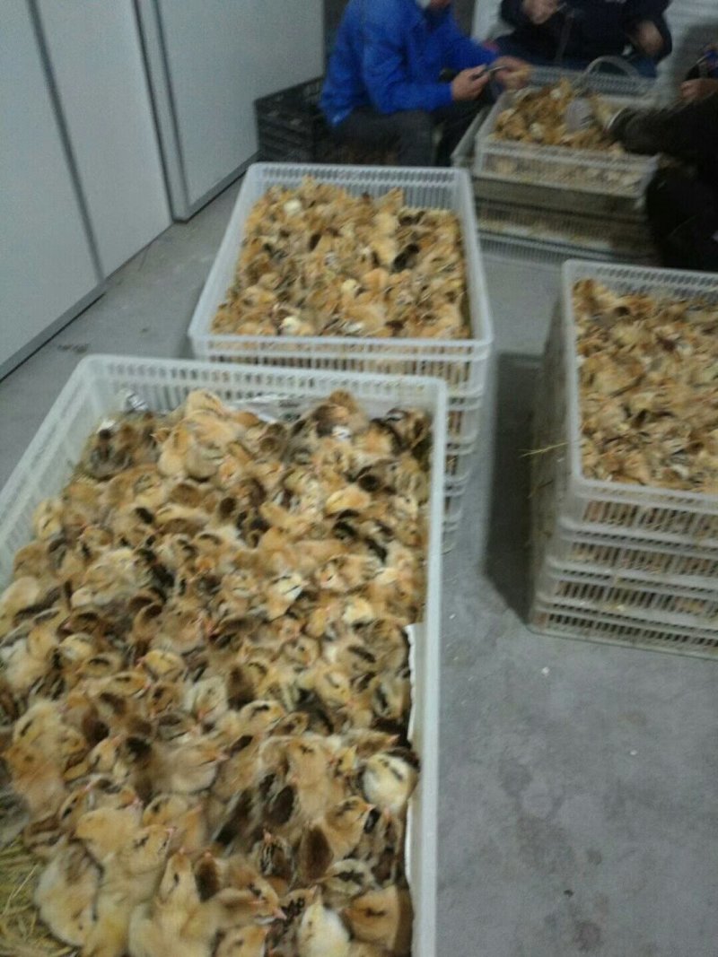 鸡苗五黑鸡苗绿壳蛋鸡苗芦花鸡苗贵妃鸡苗包邮
