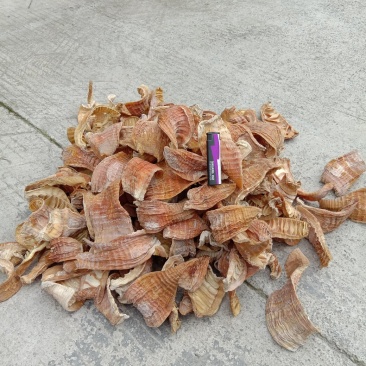 笋干