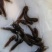 胡子鲶，塘鲺苗，塘角苗，苗场直供，质优价廉，欢迎选购👇