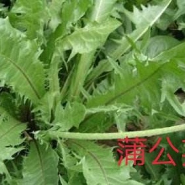 蒲公英