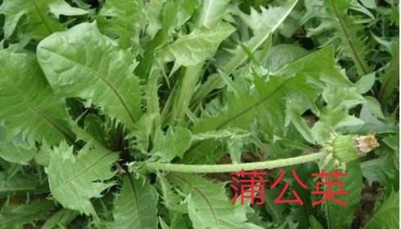 蒲公英