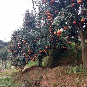 （三月红）高山黄土汁多味甜，今年产量不大，欢迎大家提前预