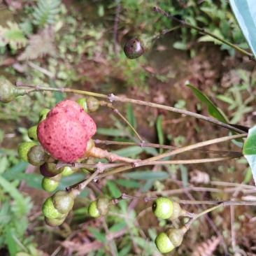 大量优质现货，请看过来，谢谢