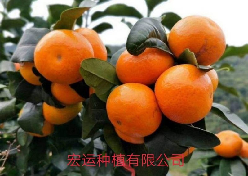 091无核沃柑地苗、杯苗，
