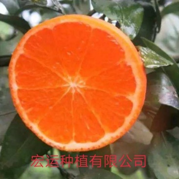 091无核沃柑地苗、杯苗,