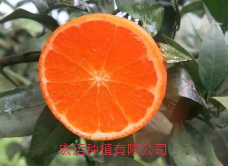 091无核沃柑地苗、杯苗，