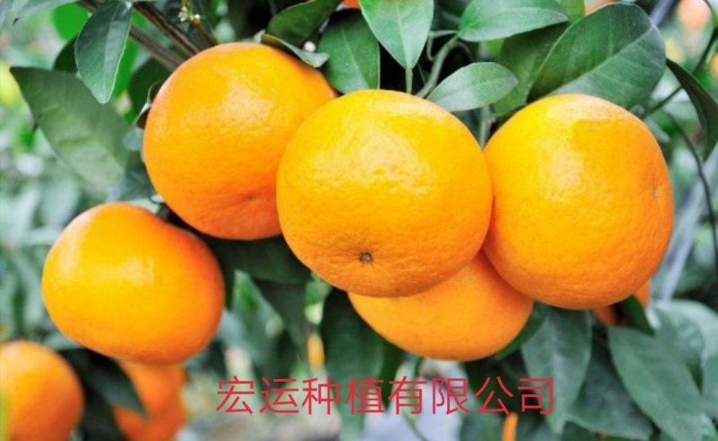 091无核沃柑地苗、杯苗，
