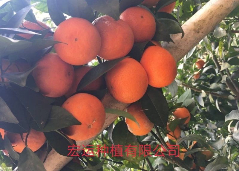 091无核沃柑地苗、杯苗，