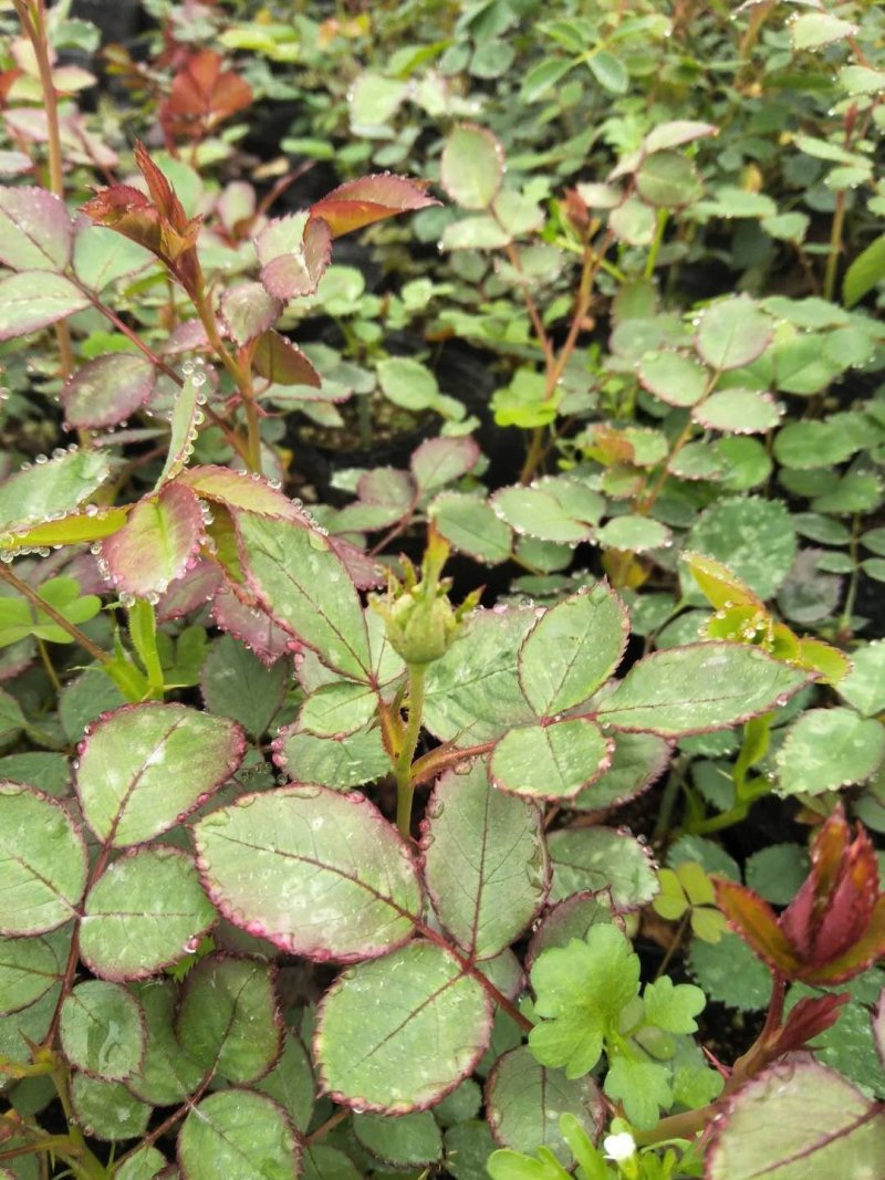月季花欧洲月季。可视频看货。一亩田线上交易。