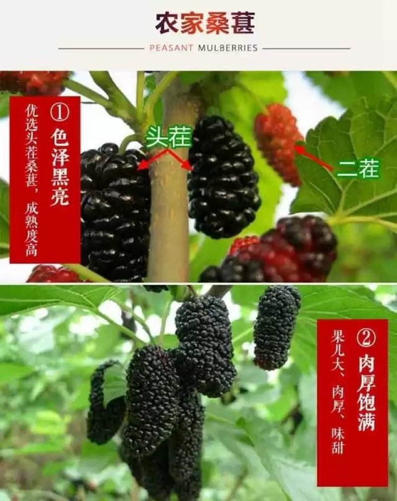 四川桑葚干桑椹干黑桑葚子全国包邮一件代发食用桑葚干特价中