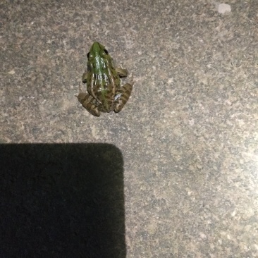 青蛙苗