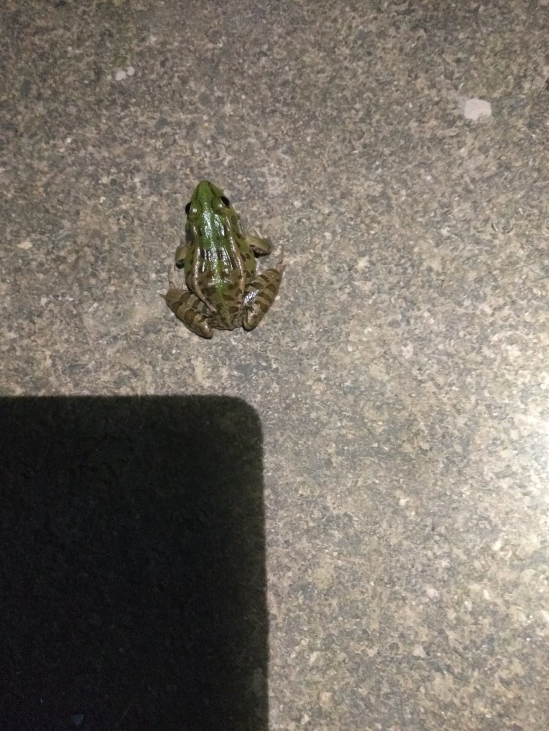 青蛙苗