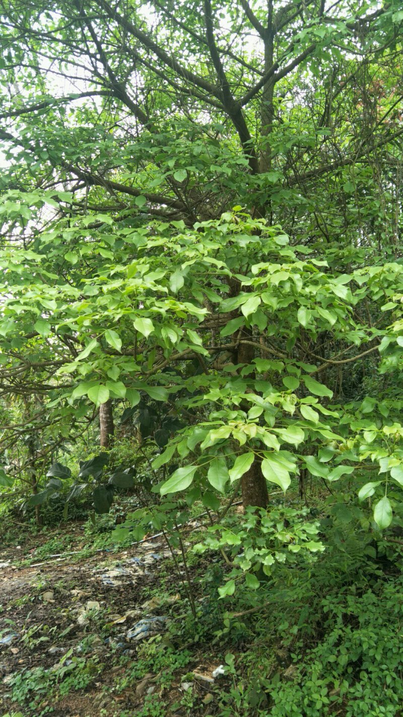 秋枫
