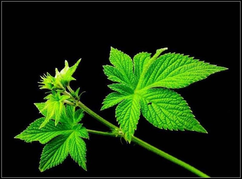 大量出售葎草，